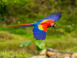 blue and red macaw on brown tree branch during daytime
