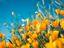 orange petaled flowers