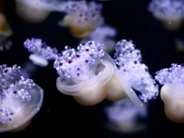 a group of jellyfish floating in the water