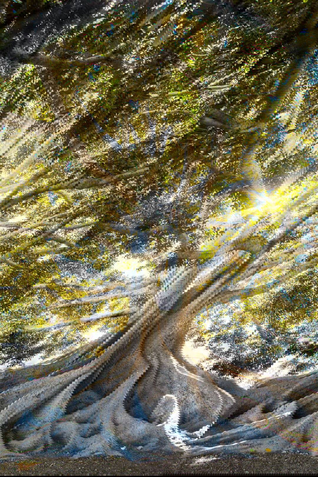 sun light passing through green leafed tree