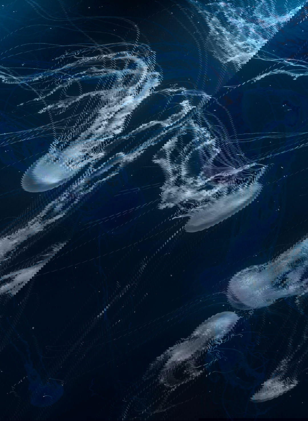 white jellyfishes swims