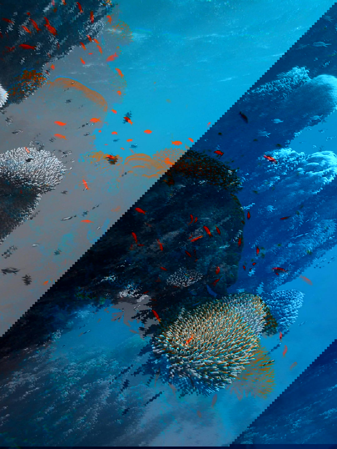 gray and black fish under water