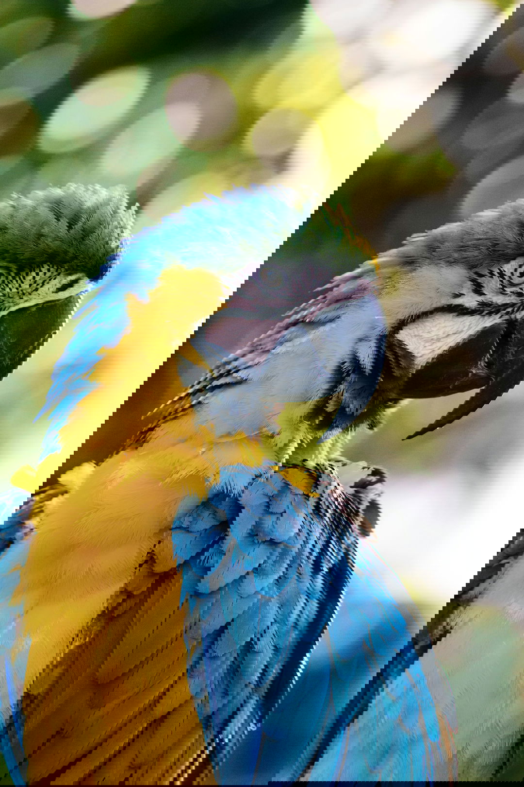 close up of a yellow and blue macaw