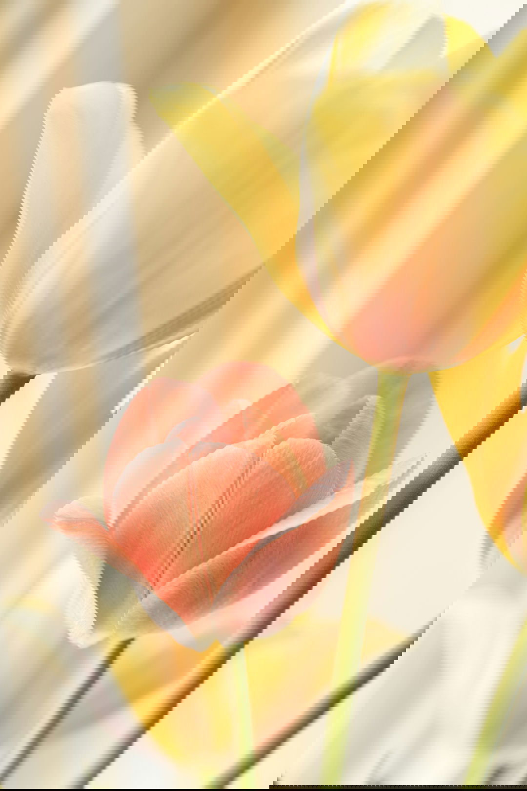 yellow and red tulip in bloom close up photo